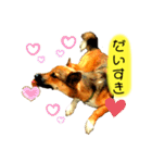 雑種犬のすら君（個別スタンプ：10）