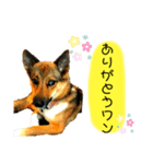 雑種犬のすら君（個別スタンプ：11）