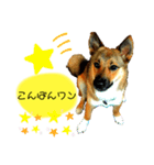 雑種犬のすら君（個別スタンプ：12）