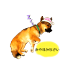 雑種犬のすら君（個別スタンプ：13）