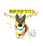 雑種犬のすら君（個別スタンプ：15）
