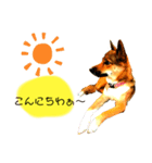 雑種犬のすら君（個別スタンプ：16）