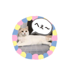 ジジ Part.4（個別スタンプ：3）