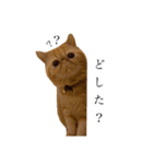 エキゾチックのうに♂（個別スタンプ：1）