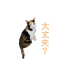 しょちょさんですか！？ 第2弾（個別スタンプ：1）
