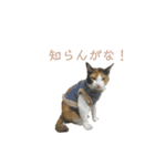しょちょさんですか！？ 第2弾（個別スタンプ：4）