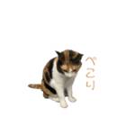 しょちょさんですか！？ 第2弾（個別スタンプ：11）