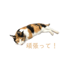 しょちょさんですか！？ 第2弾（個別スタンプ：13）