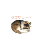 しょちょさんですか！？ 第2弾（個別スタンプ：34）