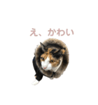 しょちょさんですか！？ 第2弾（個別スタンプ：37）