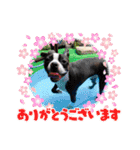ボストンテリアのキュートなスタンプ(日常)（個別スタンプ：9）