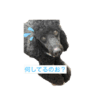 世界でいちばんかわいい豚たち（個別スタンプ：1）