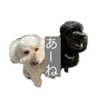 世界でいちばんかわいい豚たち（個別スタンプ：5）