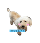 世界でいちばんかわいい豚たち（個別スタンプ：6）