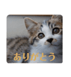 くろまめ幼少期スタンプ（個別スタンプ：1）