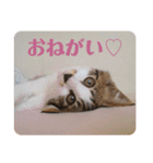 くろまめ幼少期スタンプ（個別スタンプ：2）