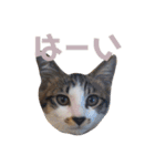 くろまめ幼少期スタンプ（個別スタンプ：9）