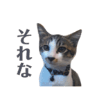 くろまめ幼少期スタンプ（個別スタンプ：10）