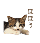 くろまめ幼少期スタンプ（個別スタンプ：13）