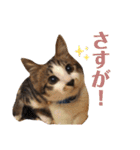 くろまめ幼少期スタンプ（個別スタンプ：14）