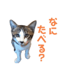 くろまめ幼少期スタンプ（個別スタンプ：16）