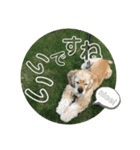 もりぞうさん（アメコカ）のスタンプ②（個別スタンプ：1）