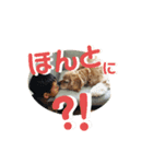 もりぞうさん（アメコカ）のスタンプ②（個別スタンプ：7）