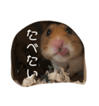 はむスタ〜（個別スタンプ：11）