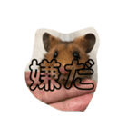 はむスタ〜（個別スタンプ：13）