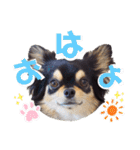 チワワックス★（個別スタンプ：1）