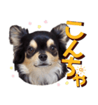 チワワックス★（個別スタンプ：2）