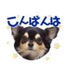 チワワックス★（個別スタンプ：3）