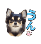 チワワックス★（個別スタンプ：4）