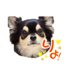 チワワックス★（個別スタンプ：6）