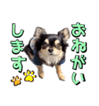 チワワックス★（個別スタンプ：8）
