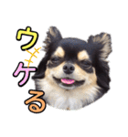チワワックス★（個別スタンプ：9）
