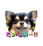 チワワックス★（個別スタンプ：10）