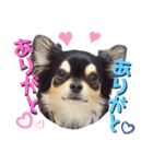 チワワックス★（個別スタンプ：11）