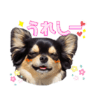 チワワックス★（個別スタンプ：12）
