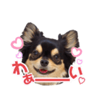 チワワックス★（個別スタンプ：13）