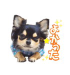 チワワックス★（個別スタンプ：15）