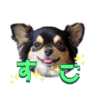 チワワックス★（個別スタンプ：16）