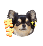 チワワックス★（個別スタンプ：17）