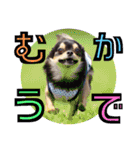 チワワックス★（個別スタンプ：18）