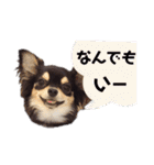 チワワックス★（個別スタンプ：21）