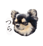 チワワックス★（個別スタンプ：23）