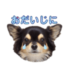 チワワックス★（個別スタンプ：27）