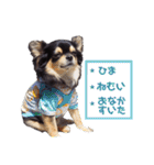 チワワックス★（個別スタンプ：28）