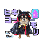 チワワックス★（個別スタンプ：36）