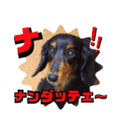 チワワックス★（個別スタンプ：37）